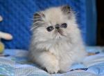 Stephi - Persian Cat For Sale - Hollywood, FL, US