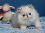 Snow - Persian Cat For Sale - Hollywood, FL, US