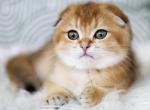 Zeus - Scottish Fold Cat For Sale - Hollywood, FL, US