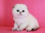 Sofia - Scottish Fold Cat For Sale - Hollywood, FL, US