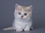 Frodo - Munchkin Cat For Sale - Hollywood, FL, US