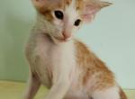 Bachtiar Amber - Oriental Cat For Sale - Norwalk, CT, US