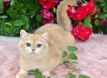 Magdalena - British Shorthair Cat For Sale - 