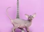 Kim Peterbald - Oriental Cat For Sale - Norwalk, CT, US