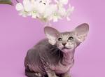 Ksusha Peterbald - Oriental Cat For Sale - Norwalk, CT, US