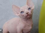 Dolly Bambino - Sphynx Cat For Sale - Norwalk, CT, US