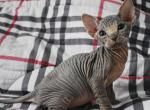 Celine - Sphynx Cat For Sale - Norwalk, CT, US