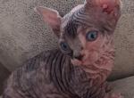 Ilmi - Sphynx Cat For Sale - Norwalk, CT, US