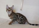 Jack Daniels - Bengal Cat For Sale - Miami, FL, US