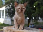 Tiramis Burmese - Bengal Cat For Sale - Miami, FL, US