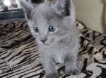 Arisha - Russian Blue Cat For Sale - Miami, FL, US