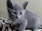 Amurchik - Russian Blue Cat For Sale - Miami, FL, US