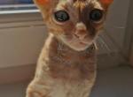 Taiger Cornish Rex - Devon Rex Cat For Sale - Miami, FL, US