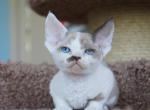 Caezar - Devon Rex Cat For Sale - Miami, FL, US