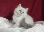 Noelle - Siberian Cat For Sale - Norwalk, CT, US