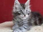 Yoshi - Maine Coon Cat For Sale - Norwalk, CT, US