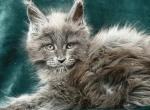 Harley - Maine Coon Cat For Sale - Norwalk, CT, US