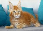 Jenaro - Maine Coon Cat For Sale - Norwalk, CT, US