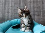 Sirius - Maine Coon Cat For Sale - Norwalk, CT, US