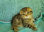Thomas - Scottish Fold Cat For Sale - New York, NY, US