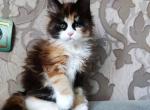 Savanna - Maine Coon Cat For Sale - Norwalk, CT, US