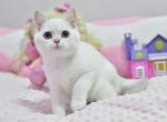 Felix - British Shorthair Cat For Sale - Norwalk, CT, US