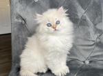 British long haired male kitten - British Shorthair Cat For Sale - Thornton, CO, US