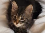 11 Week Female - Maine Coon Cat For Sale - Kent, WA, US