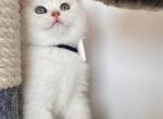 Polo - British Shorthair Cat For Sale - Fairfax, VA, US