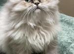 Seal lynx point Himalayan persian boy - Himalayan Cat For Sale - Little Egg Harbor Township, NJ, US