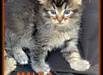 First male March litter - Maine Coon Cat For Sale - Kent, WA, US