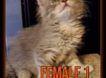 Female one March - Maine Coon Cat For Sale - Kent, WA, US