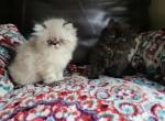 CFA Persian kittens - Persian Cat For Sale - Youngstown, OH, US
