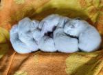 New litter - Ragdoll Cat For Sale - Los Angeles, CA, US