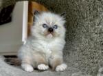 Seal point - Ragdoll Cat For Sale - Los Angeles, CA, US