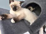 Siamese female kitten - Siamese Cat For Sale - Attleboro, MA, US