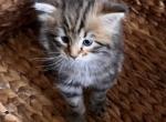 Milo - Siberian Cat For Sale - North Port, FL, US