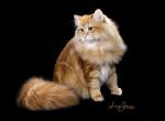 Velikan - Siberian Cat For Sale - North Port, FL, US