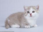 Filemon munchkin british fawn boy with short legs - Munchkin Cat For Sale - CA, US