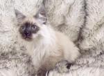 Alice nonstandard munchkin - Munchkin Cat For Sale - Los Angeles, CA, US