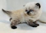 Anastasia - Himalayan Cat For Sale - Callahan, FL, US