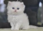 Roy - British Shorthair Cat For Sale - Jacksonville, FL, US