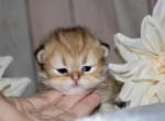 Shaded golden beauties - Persian Kitten For Sale - 