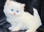 Caitlyn - Persian Cat For Sale - Callahan, FL, US