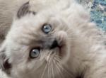 Adam - Scottish Fold Cat For Sale - Huntington, NY, US