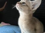 Snappy - Abyssinian Cat For Sale - Brooklyn, NY, US
