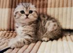 Miu Miu - Scottish Fold Cat For Sale - Hollywood, FL, US