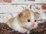 Sunny - Minuet Kitten For Sale - MO, US