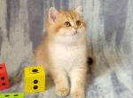 Brooklyn - British Shorthair Cat For Sale - Chicago, IL, US