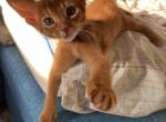 Macy - Abyssinian Cat For Sale - Brooklyn, NY, US